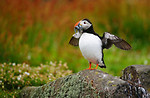 Wildlife photography portfolio